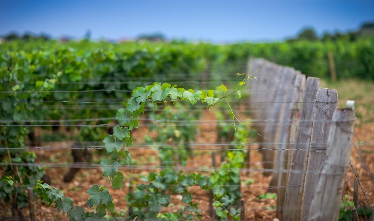 palissage de vignes